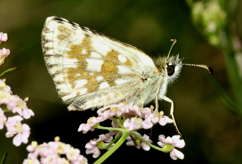 Pyrgus da id. Pyrgus serratulae - Hesperiidae